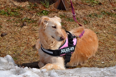 犬と暮らす専門店dog Space Yu Lala Juliusu K9 Idcパワーハーネス中 大型犬用